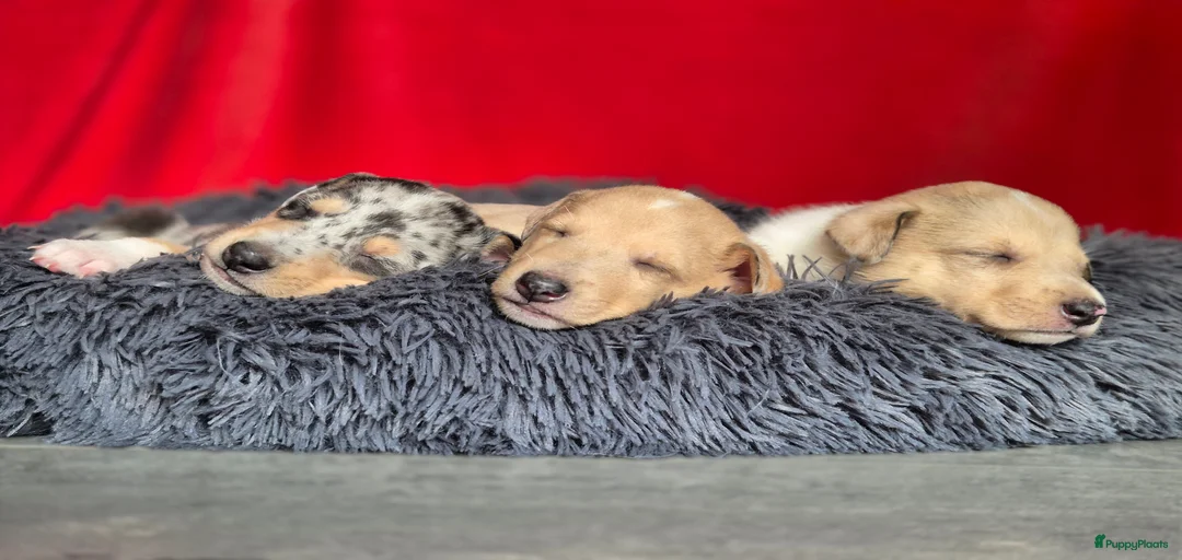 Galerij afbeelding {{count}}