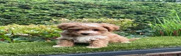 Maltipoo honden te koop: Maltipoo puppy - Advertentie 6