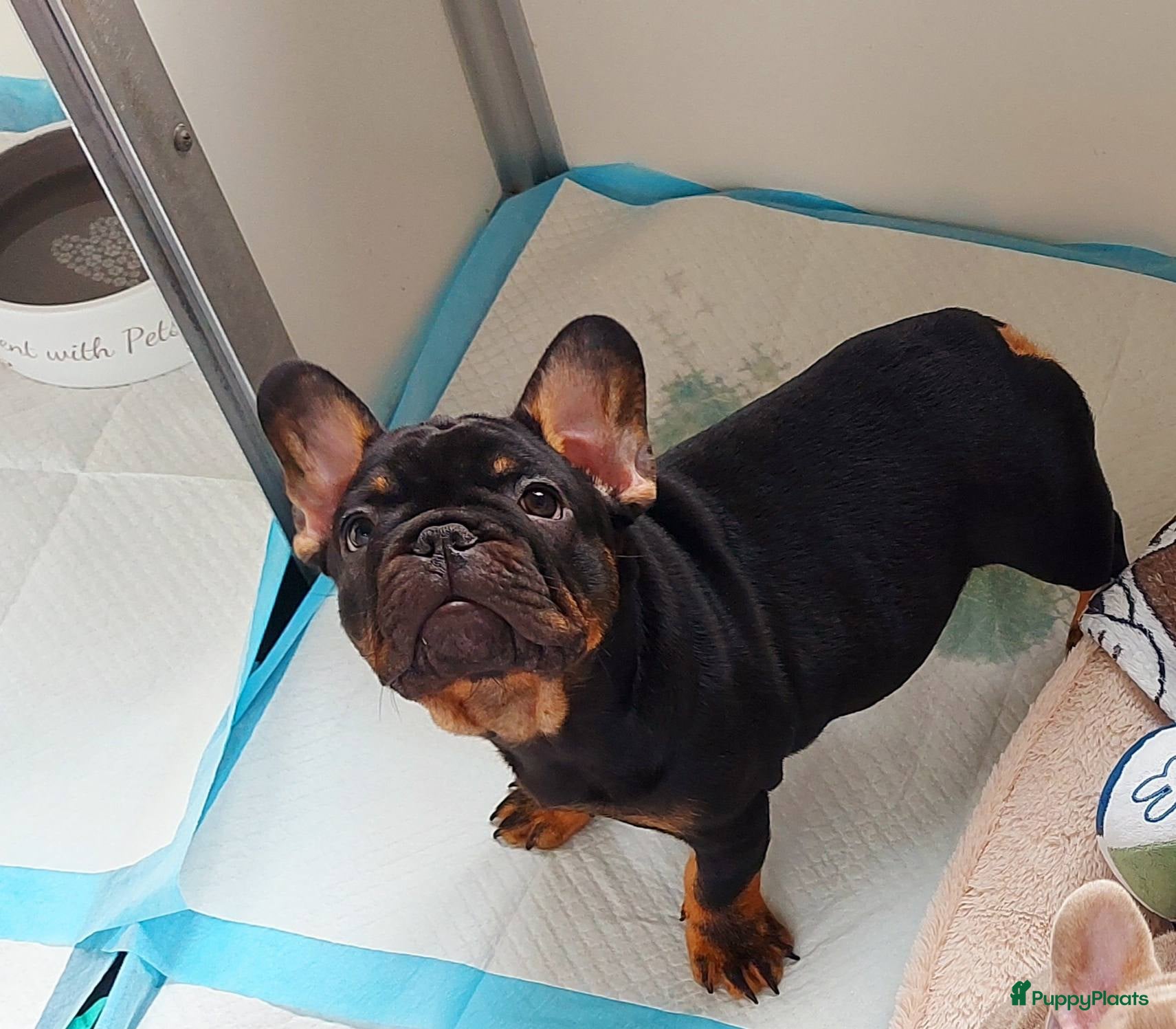 Franse Bulldog honden Prachtig Black red tan Franse Bulldog met stamboom - Advertentie 3