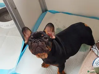 Franse Bulldog honden Prachtig Black red tan Franse Bulldog met stamboom - Advertentie 3