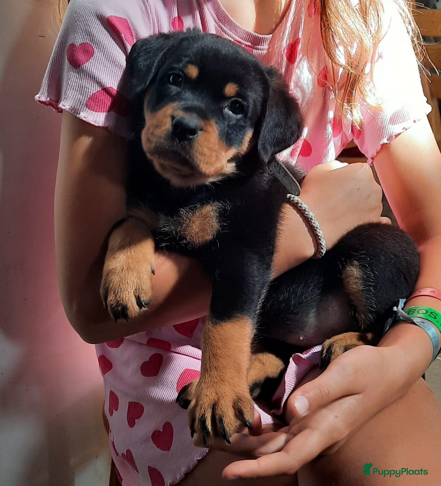 Kruising honden Kruising Rottweiler x Labrador pups - Advertentie 1