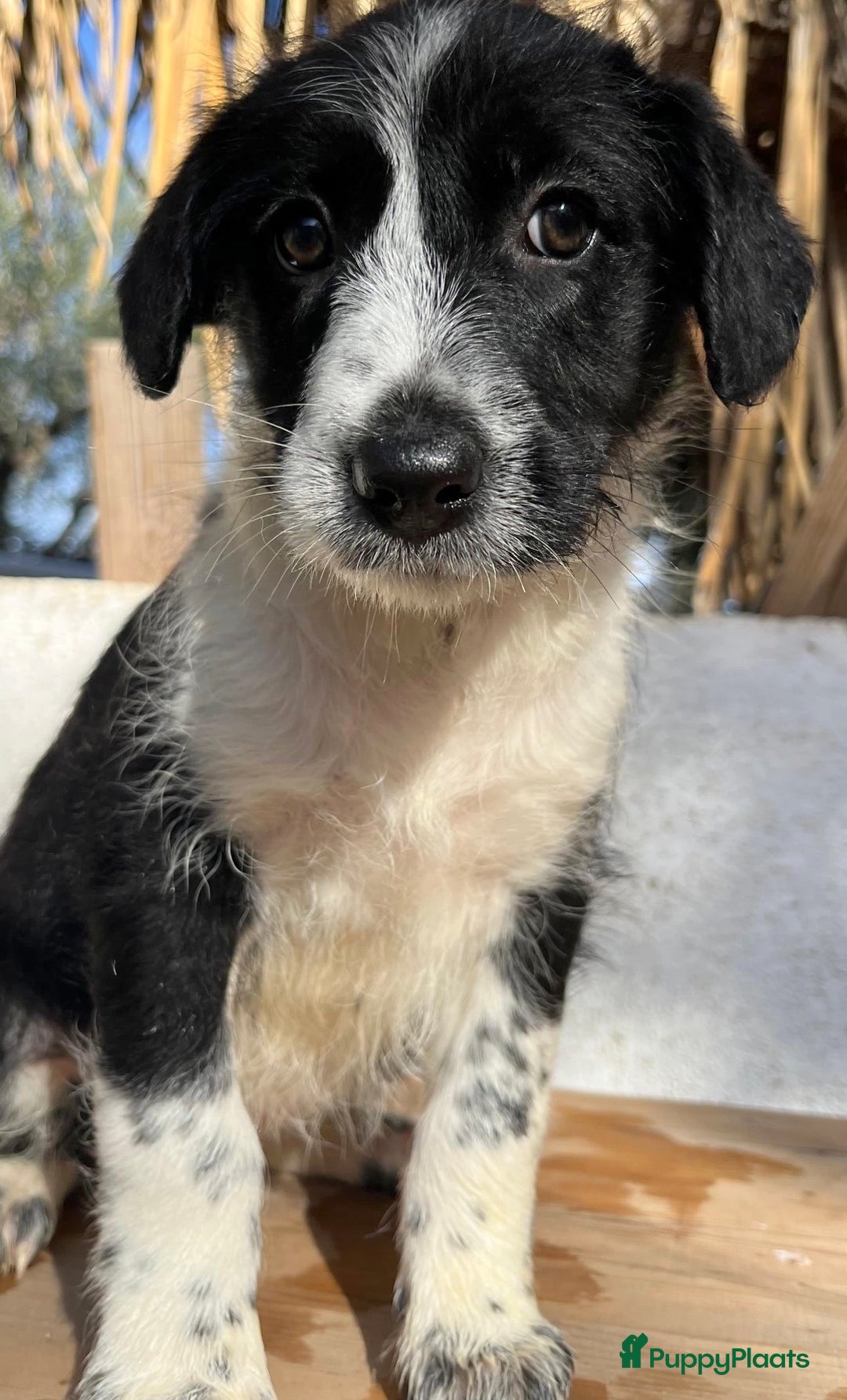 Kruising honden ter adoptie: gingi  waar mag haar mandje komen te staan?  - Advertentie 6