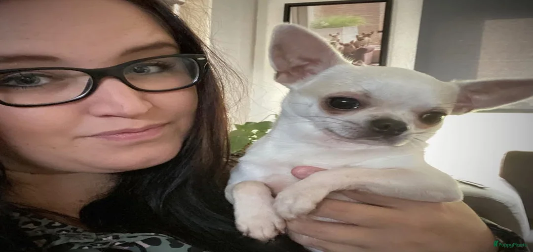 Galerij afbeelding {{count}}