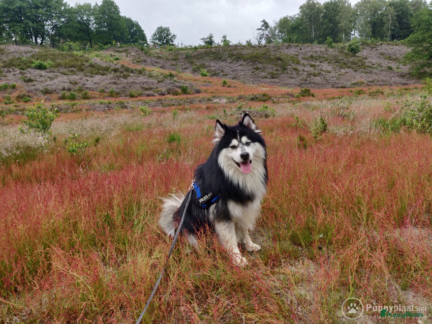 Kruising honden Pomsky dekreu ter beschikking in Valkenburg - Advertentie 2