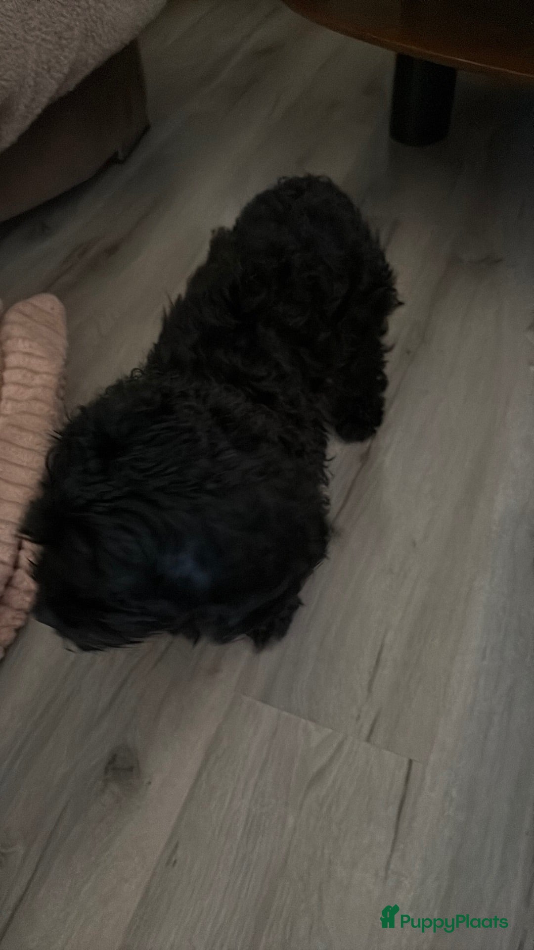 Maltipoo honden Lieve maltipoo puppy’s  - Advertentie 1