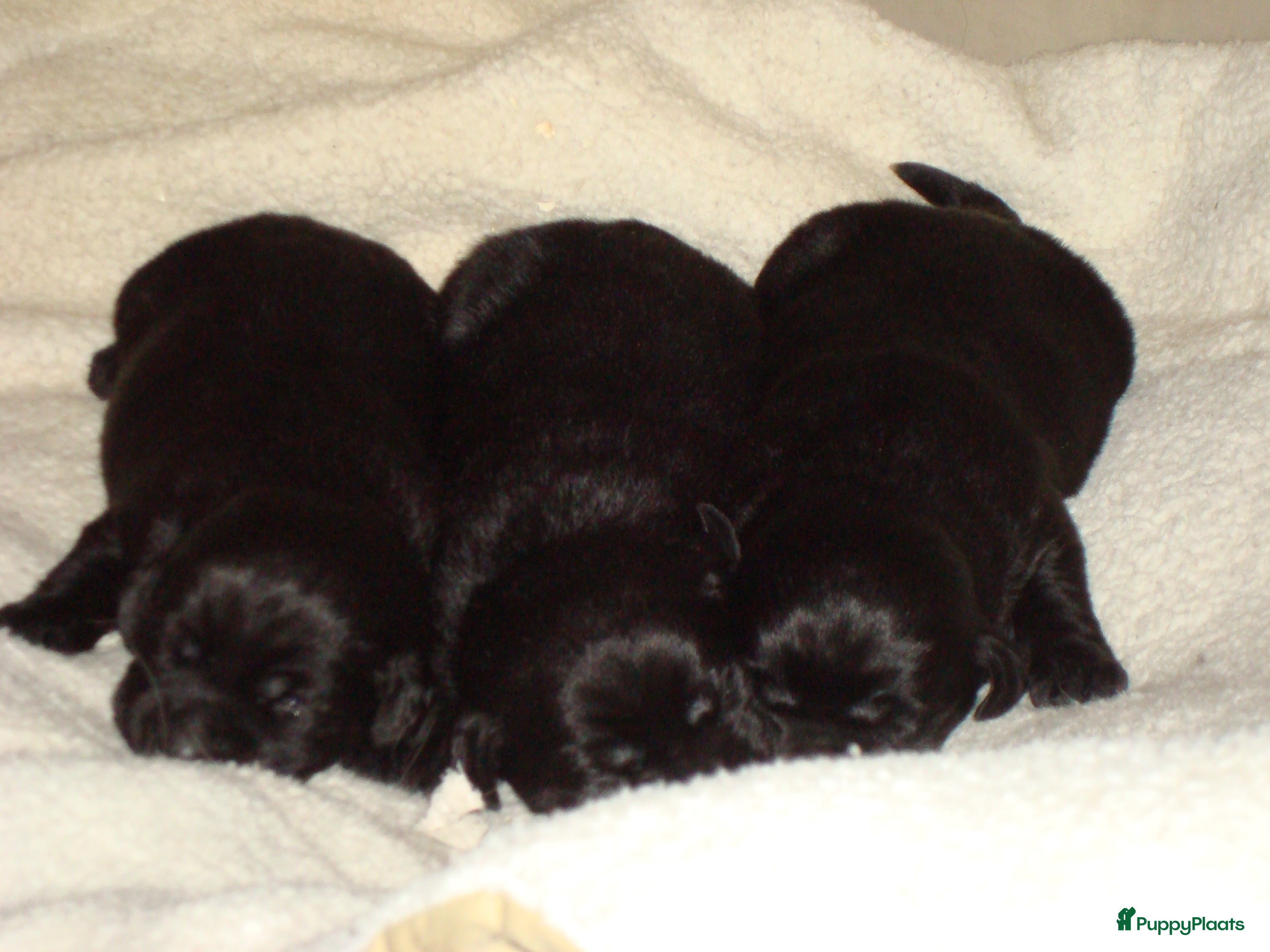 Goldador honden Zwarte goldadorpups - Advertentie 2