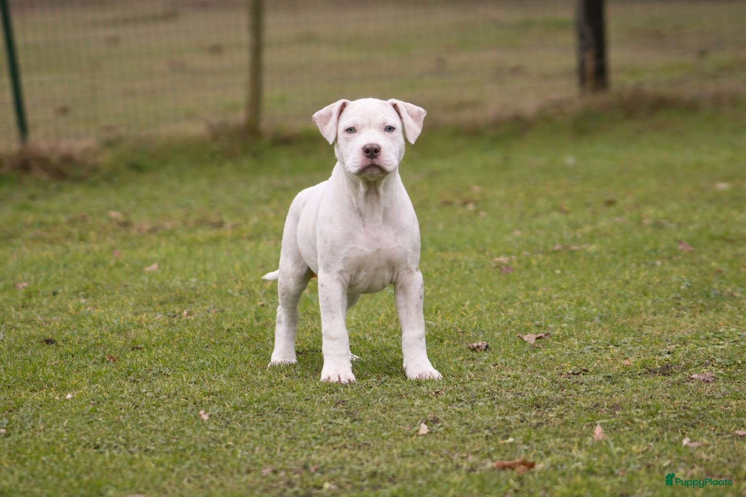 Amerikaanse Bully honden American Bully pups Abkc België  - Advertentie 2