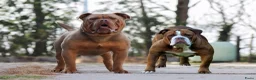 Old English Bulldog honden te koop: Old english bulldog teefje Olivia  - Advertentie 1
