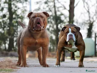 Old English Bulldog honden Old english bulldog teefje Olivia - Advertentie 1