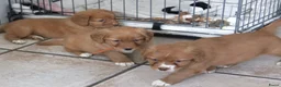 Nova Scotia Duck Tolling Retriever honden te koop: Prachtige nova scotia duck tolling retriever pups - Advertentie 4