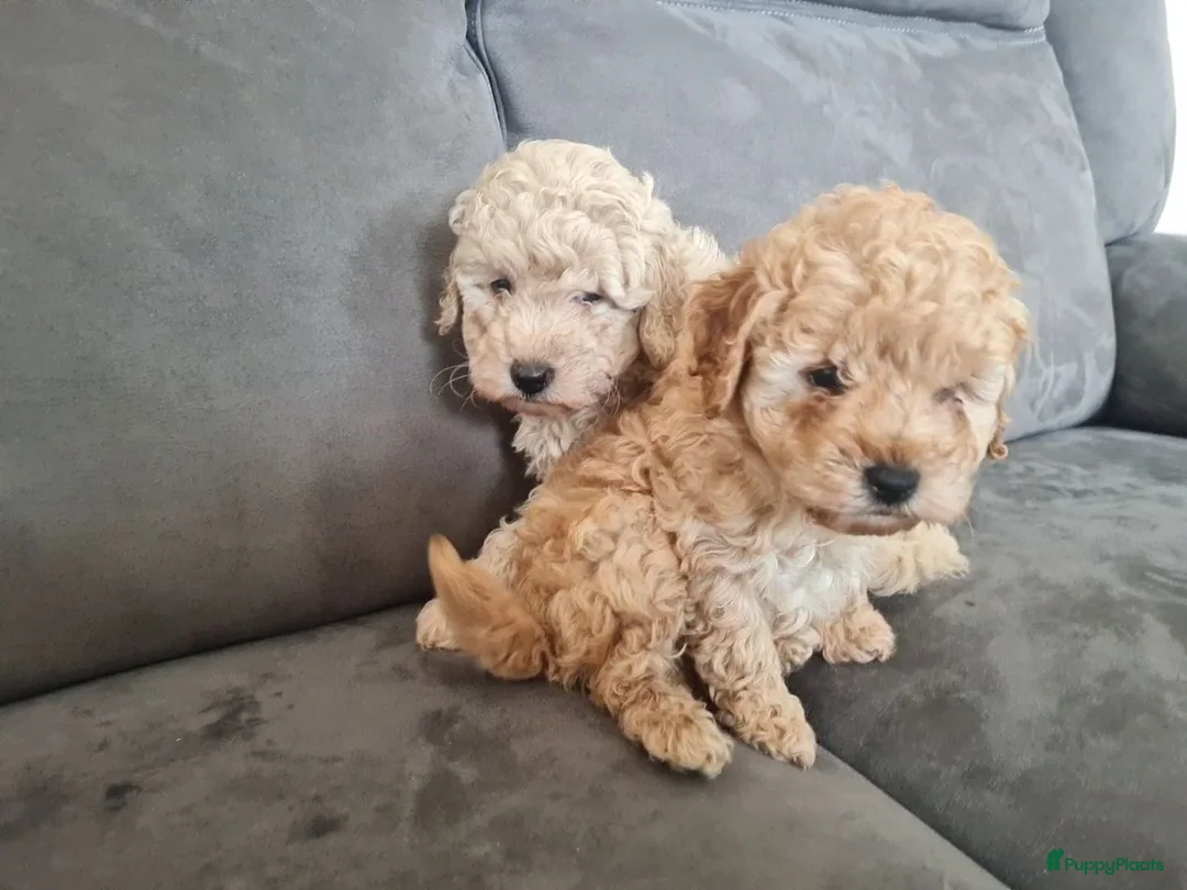 Maltipoo honden te koop: Prachtige, gesocialiseerde Maltipoo x poedel pups - Advertentie 2