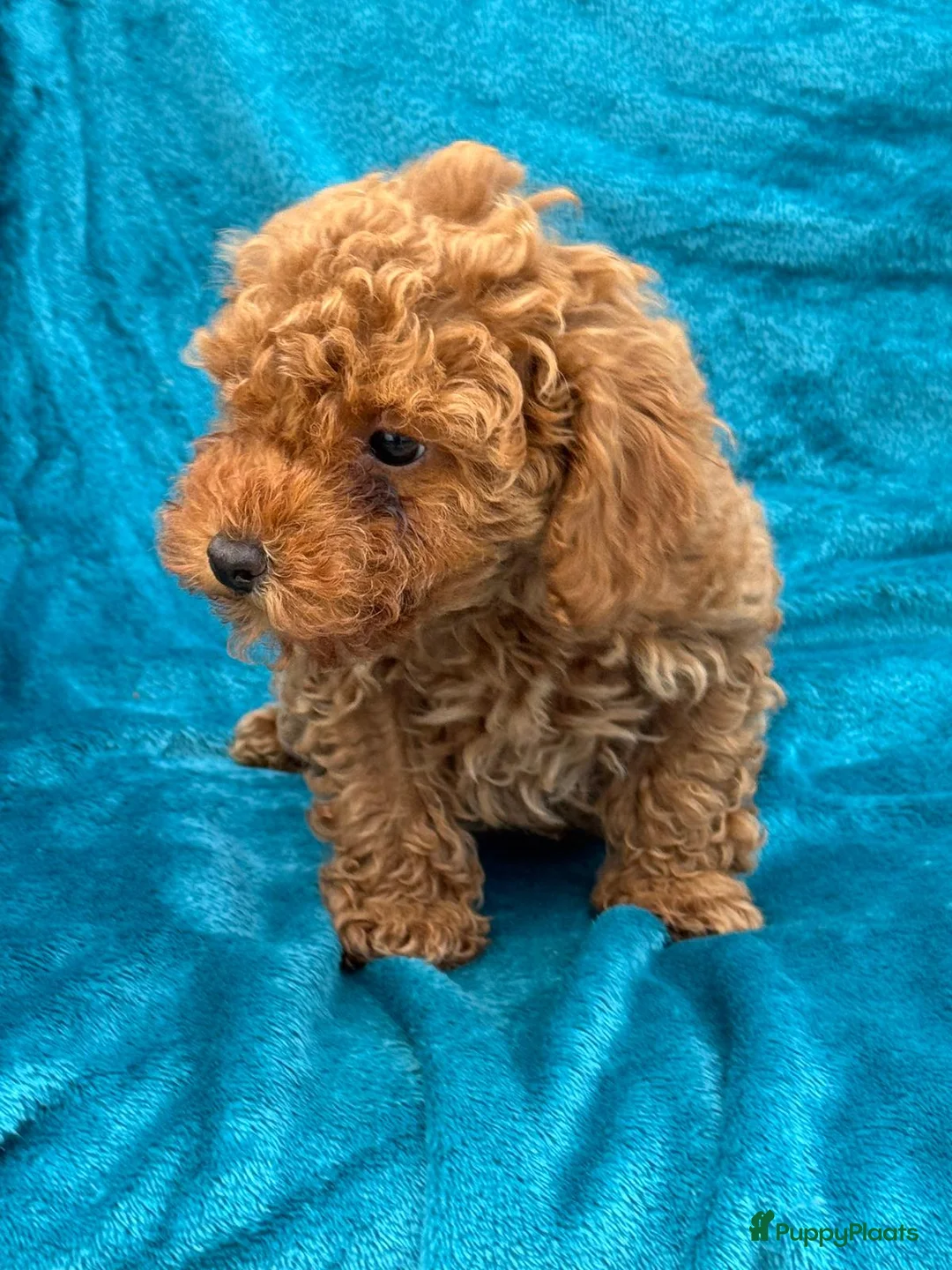 Poedel Toy honden te koop: Toypoedel toy poedel - Advertentie 19