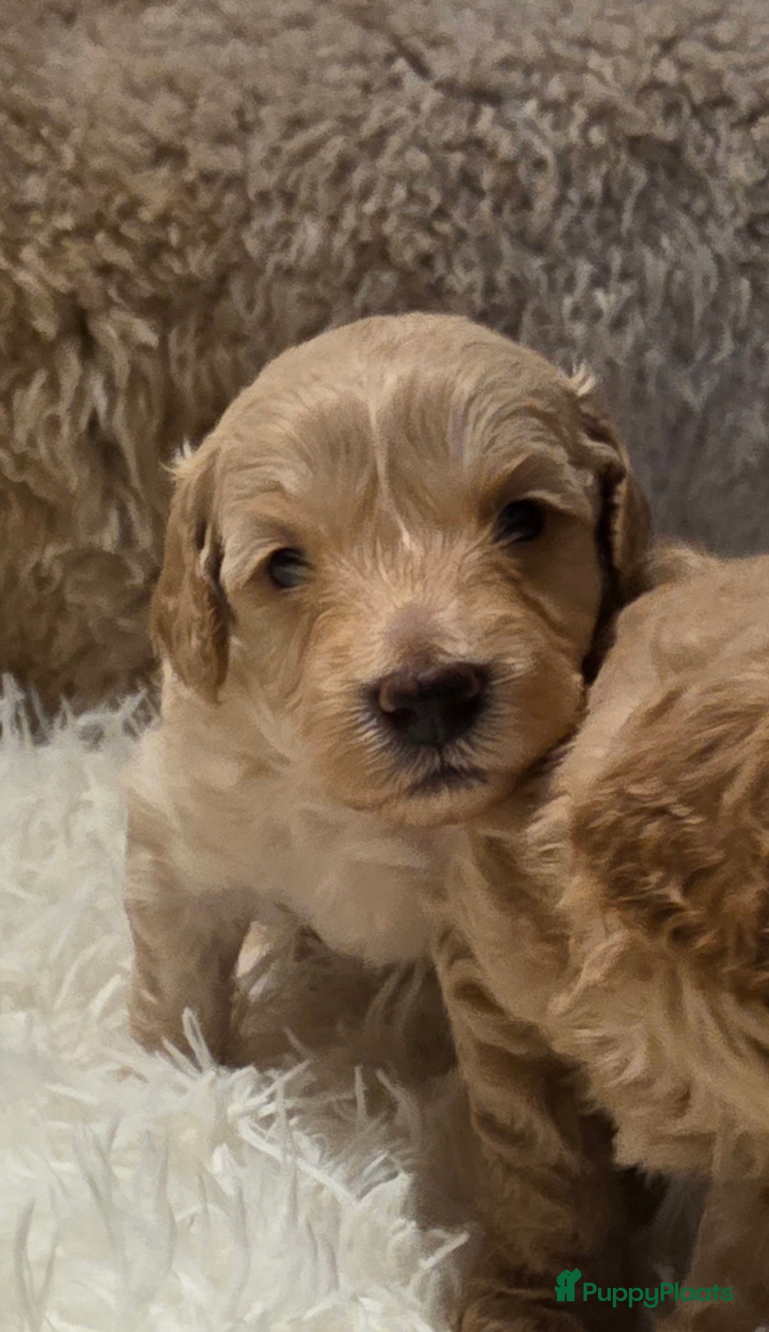 Goldendoodle honden te koop: Goldendoodle multigen middenslag reu te koop - Advertentie 5