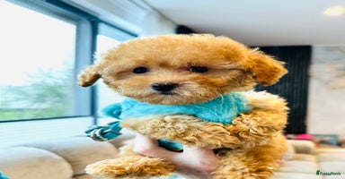 Maltipoo honden - Advertentie 9