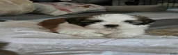 Shih Tzu honden te koop: Beschikbaar raszuivere shih-tzu pups  - Advertentie 9