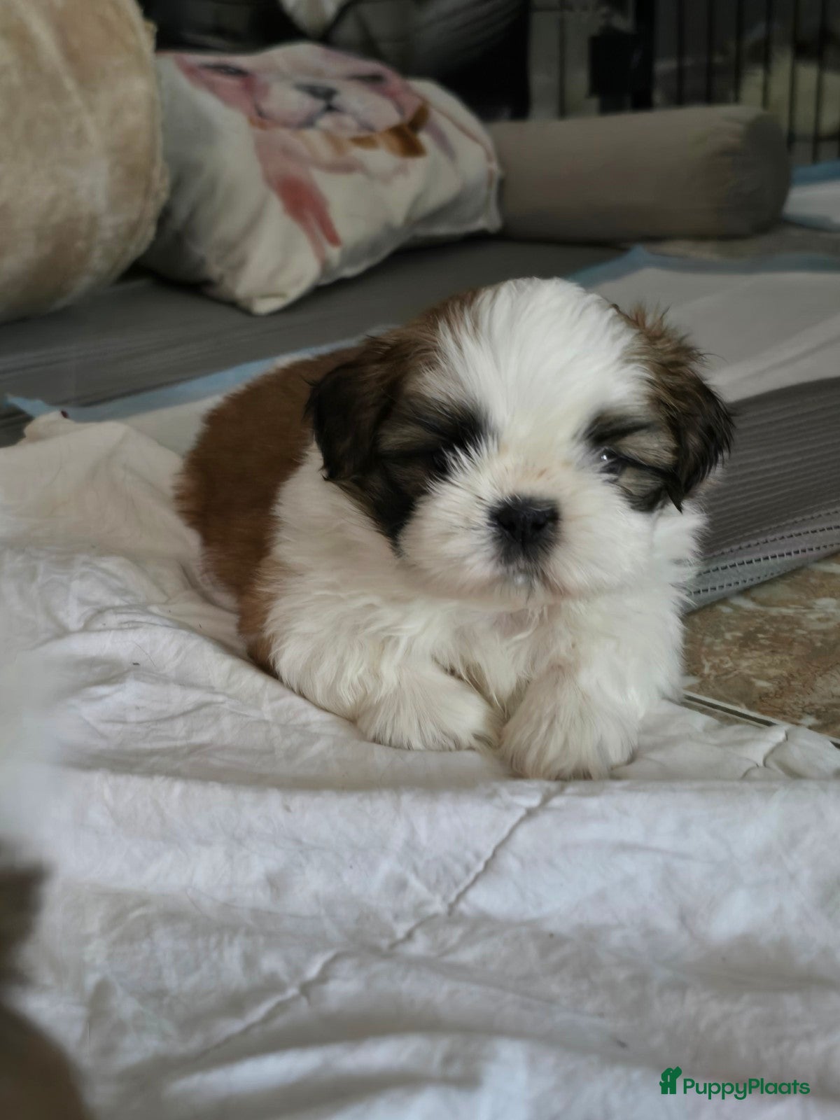 Shih Tzu honden te koop: Beschikbaar raszuivere shih-tzu pups  - Advertentie 9