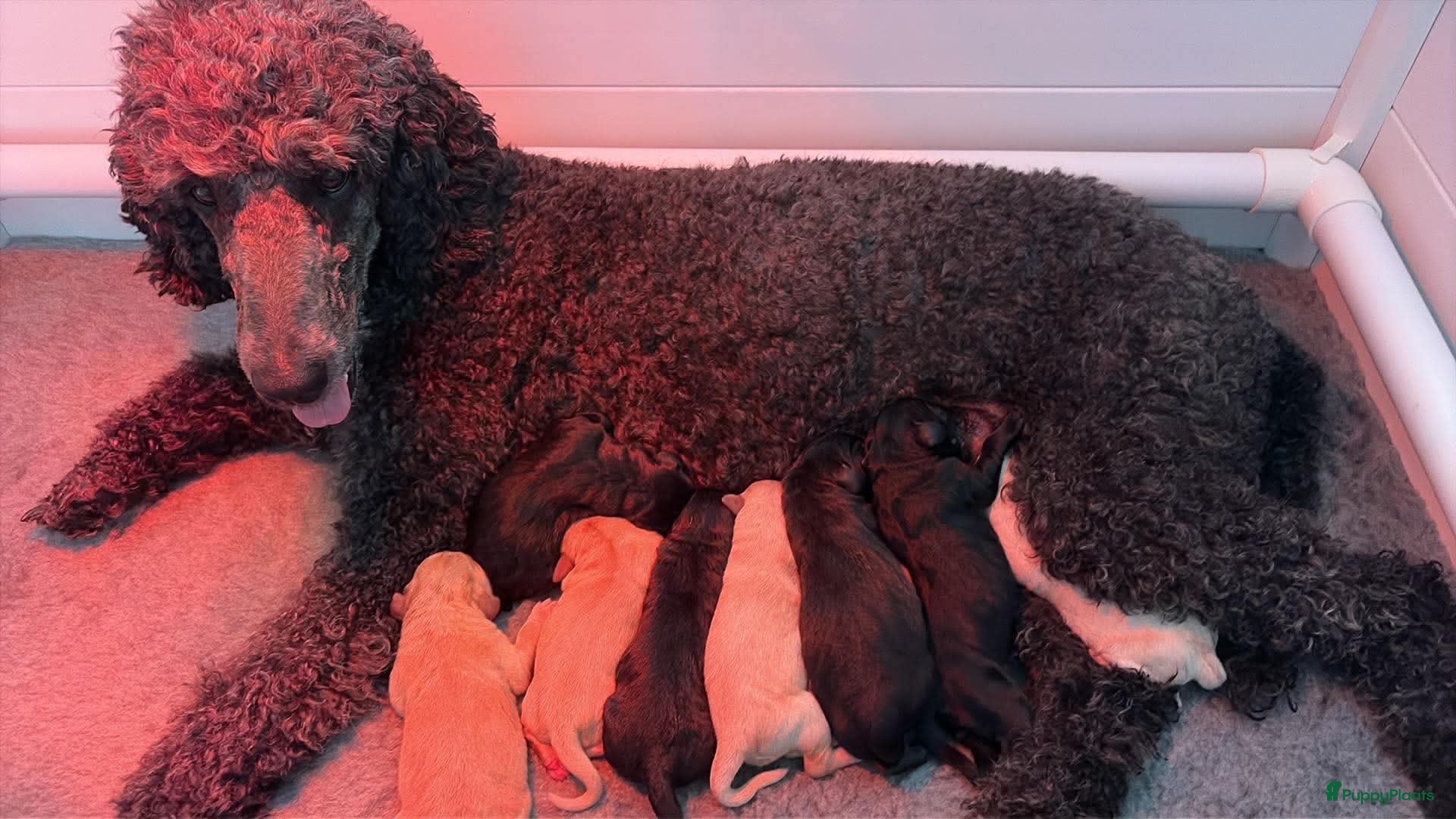 Labradoodle honden Labradoodle pups - Advertentie 15