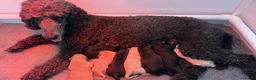Labradoodle honden te koop: Labradoodle pups - Advertentie 1