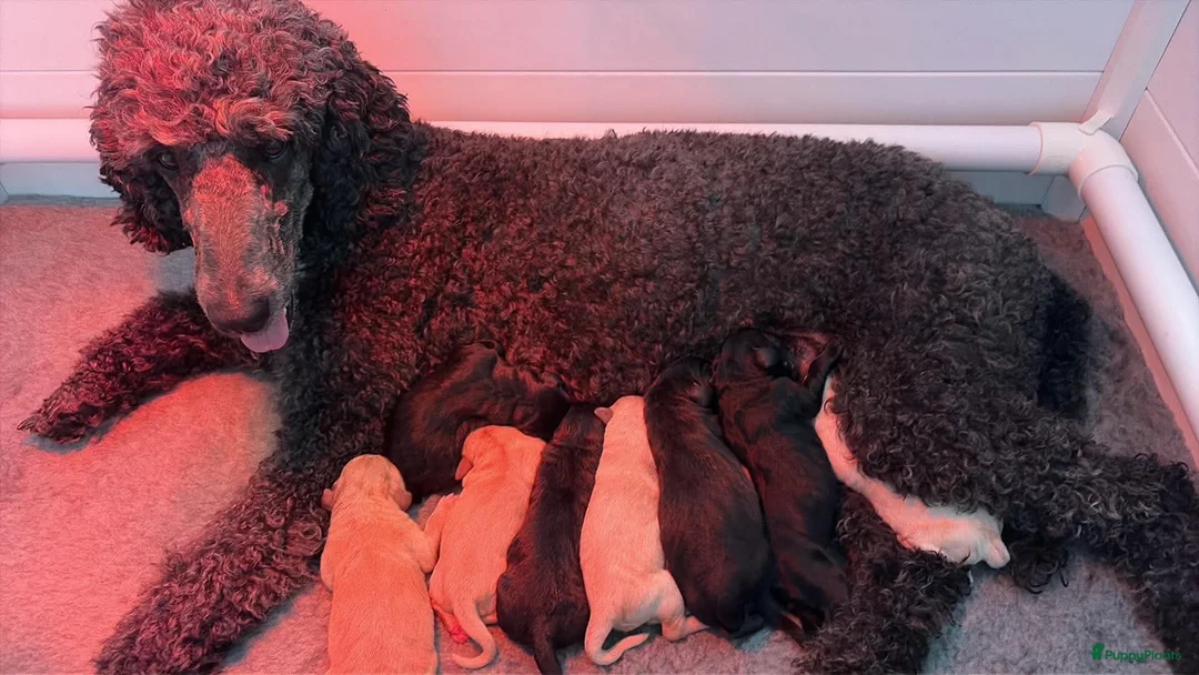 Labradoodle honden te koop: Labradoodle pups - Advertentie 1