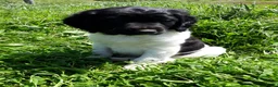 Friese Stabij honden te koop: Mooi getekende Friese Stabij pups(reutjes) - Advertentie 6