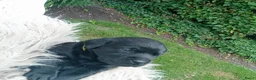 Labrador Retriever honden te koop: Hallo Labrador liefhebber  - Advertentie 6