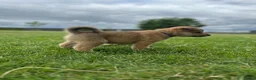 Kruising honden te koop: Pup Eurasiër / Herdermix - Advertentie 26