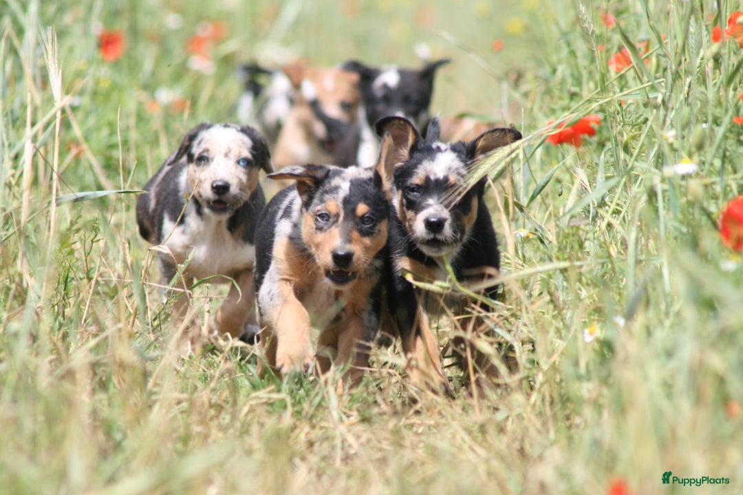 Australian Shepherd honden te koop: Kruising Aussi pups  - Afbeelding 2