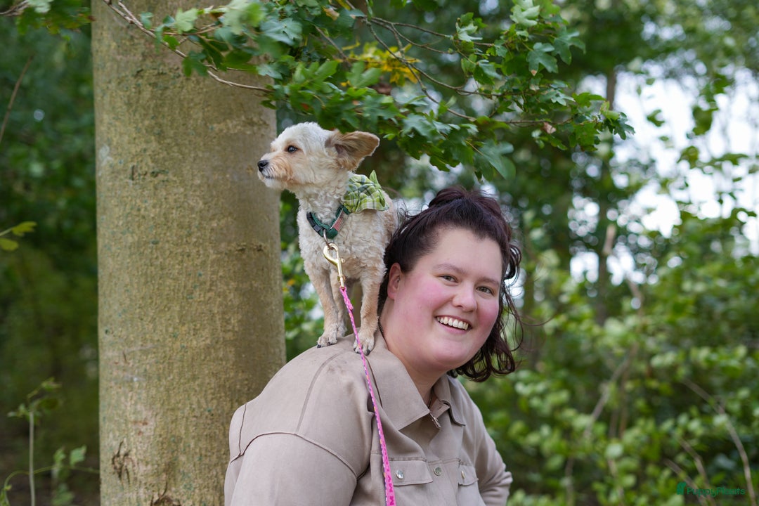 Galerij afbeelding {{count}}