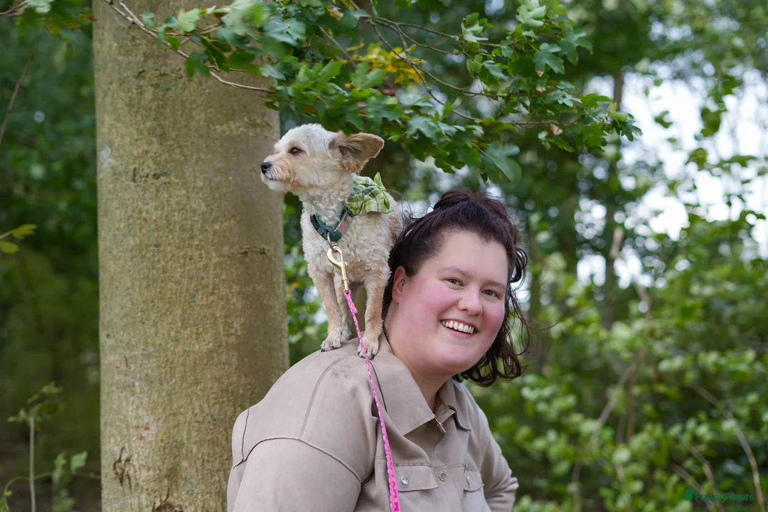 Galerij afbeelding {{count}}