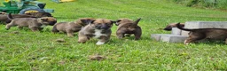 Kruising honden te koop: Prachtige Border Collie x Mechelse Herder pups. F1 - Advertentie 7