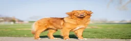 Kruising honden te koop: Gave Toller x Oud Duitse herder pups - Advertentie 9