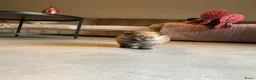 Pomeriaan honden te koop: Kleine Keesjes ( pommetjes) in Den Haag - Advertentie 6
