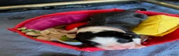 Border Collie honden te koop: gouden mandje gezocht voor onze puppy's - Advertentie 10
