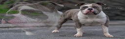 Amerikaanse Bully honden te koop: American Bully Xl  - Advertentie 4