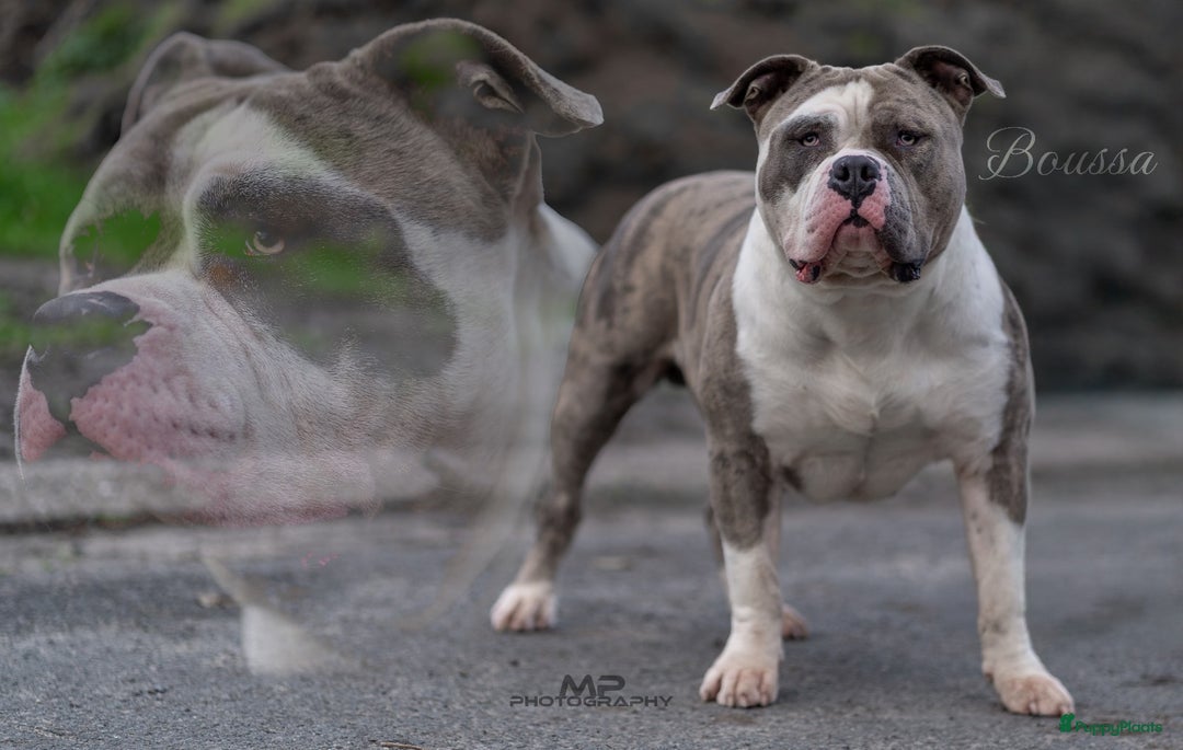 Amerikaanse Bully honden te koop: American Bully Xl  - Advertentie 4