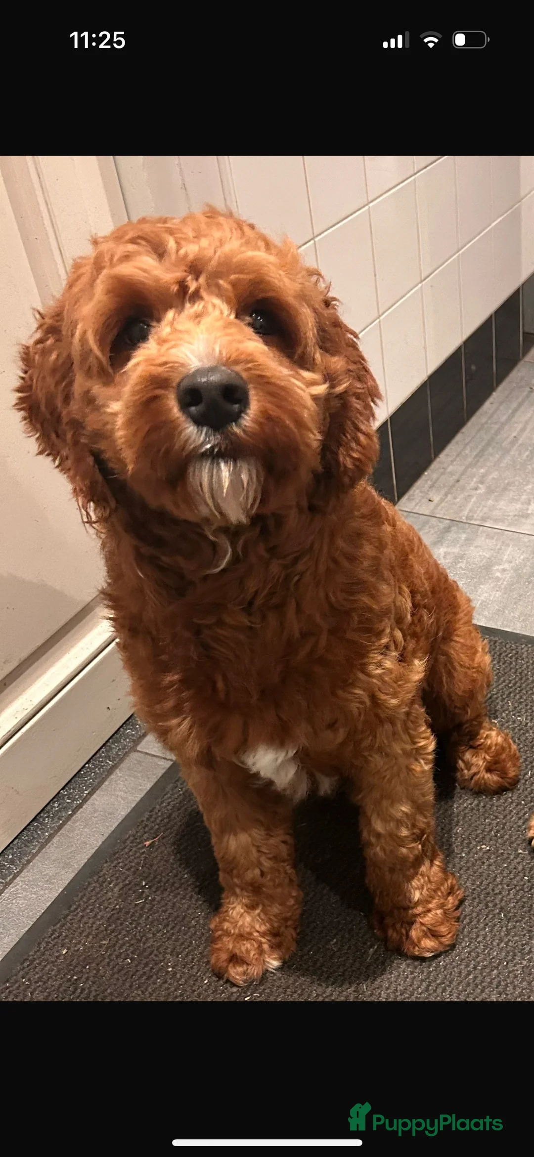 Australian Labradoodle honden te koop: Australien labradoodles met afstammingsbewijs! - Advertentie 6