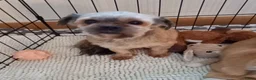 Kruising honden te koop: Mooie Boomer X Biewer teefje - Advertentie 1