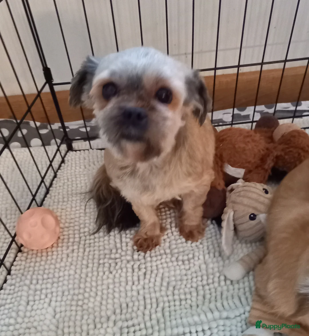 Kruising honden te koop: Mooie Boomer X Biewer teefje - Advertentie 1