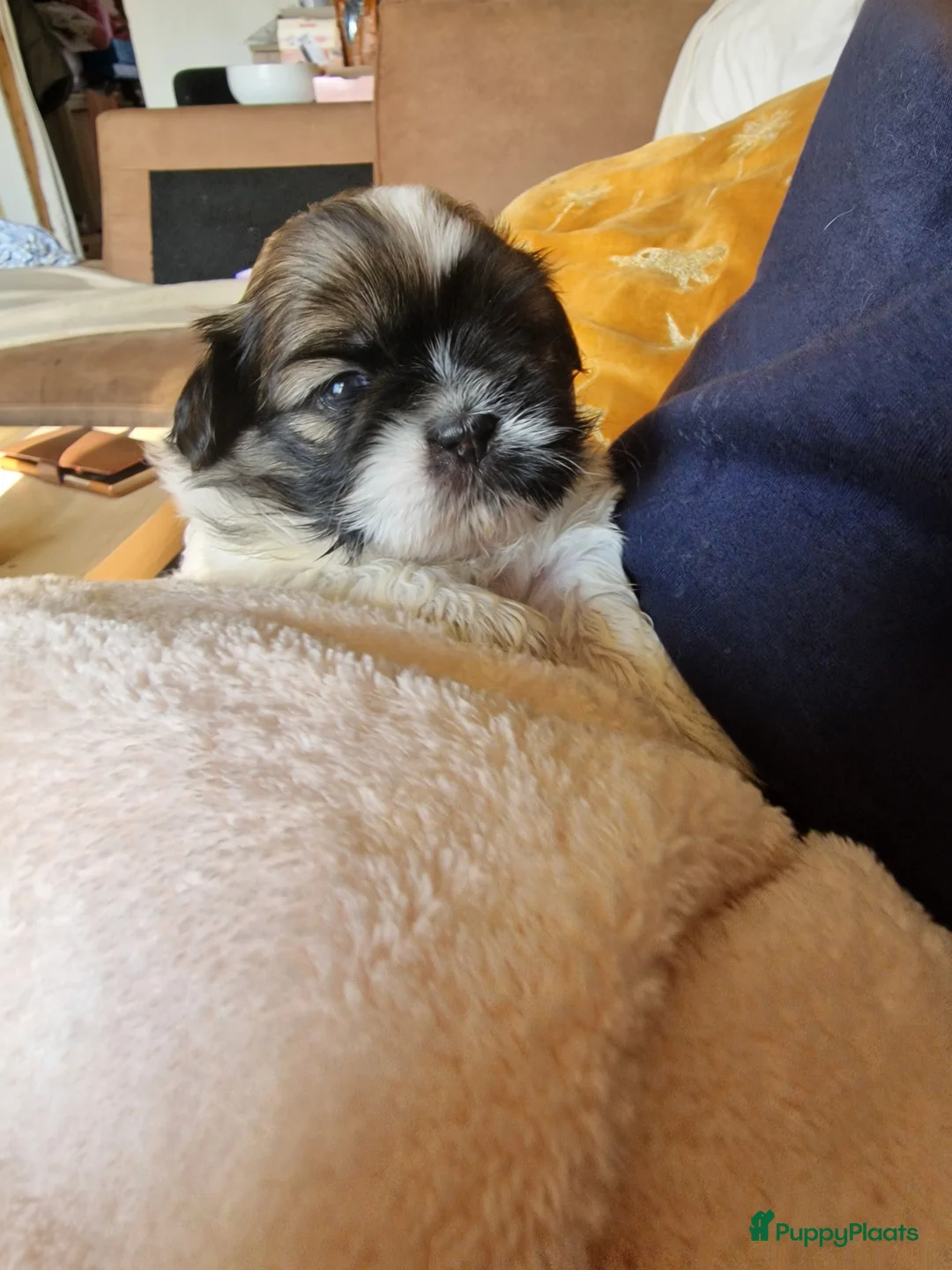 Shih Tzu honden te koop: 3 reukes pups te koop in Tilburg - Advertentie 13
