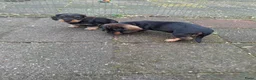 Dwergteckel honden te koop: Ruwharig dwergteckel pups - Advertentie 6