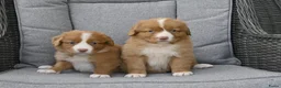 Nova Scotia Duck Tolling Retriever honden te koop: Nova Scotia Duck Tolling Retriever pups # Toller - Advertentie 14