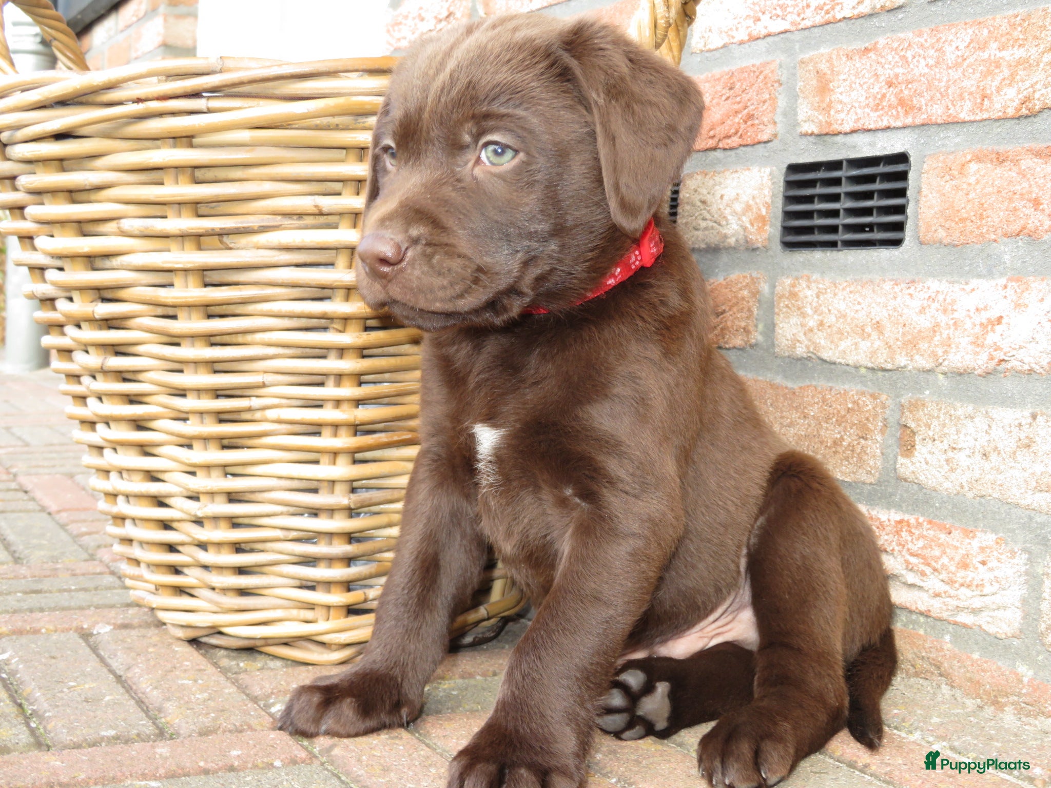 Labrador Retriever honden Bruine Labrador pups - Advertentie 3