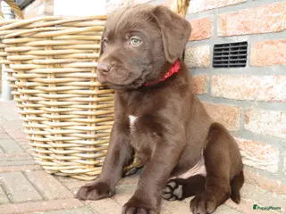 Labrador Retriever honden Bruine Labrador pups - Advertentie 3