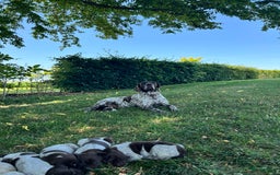 Duitse Staande Hond Korthaar honden te koop: Duitse staande korthaar  - Afbeelding 7