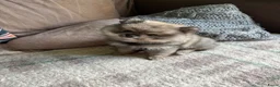 Pomeriaan honden te koop: De spelende pomeriaantjes wachten op jou - Advertentie 5
