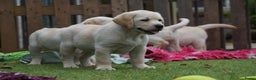 Labrador Retriever honden te koop: Authentieke Gele Labrador pups met Stamboom  - Advertentie 10