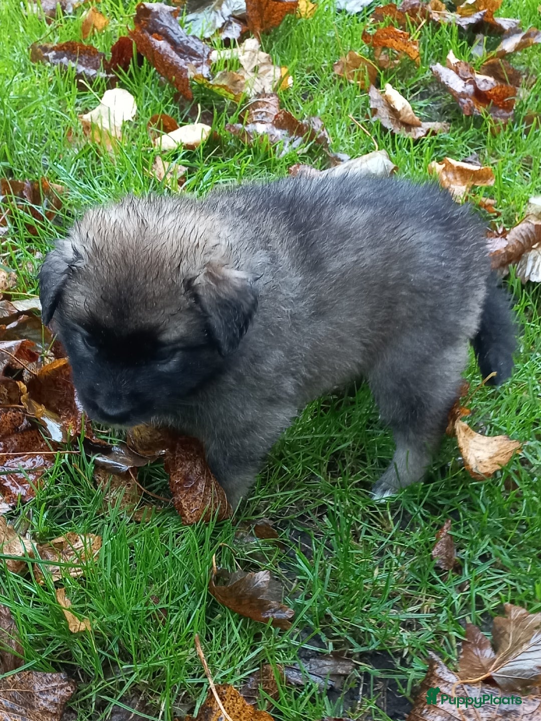 Kruising honden te koop: Mooie pups  mogen weg in de week van 27 november - Advertentie 15