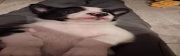 Border Collie honden te koop: Mooie, lieve en gesocialiseerde border collie - Advertentie 15