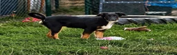 Kruising honden ter adoptie: Dexter - Advertentie 2