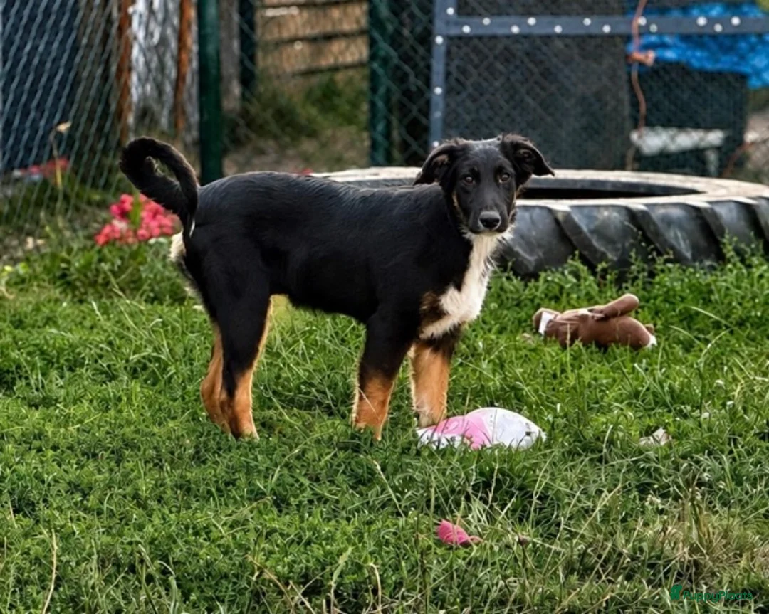 Kruising honden ter adoptie: Dexter - Advertentie 2